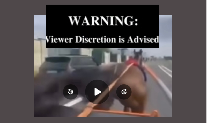 WATCH: Shocking video of horse crashing head first into car sparks online controversy