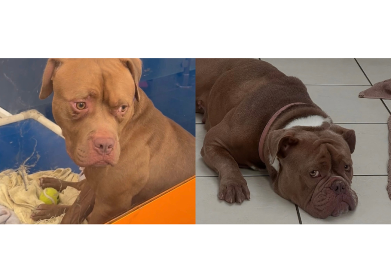 'Those eyes are so sad'- Bro and Adorra get overlooked everyday at animal shelter
