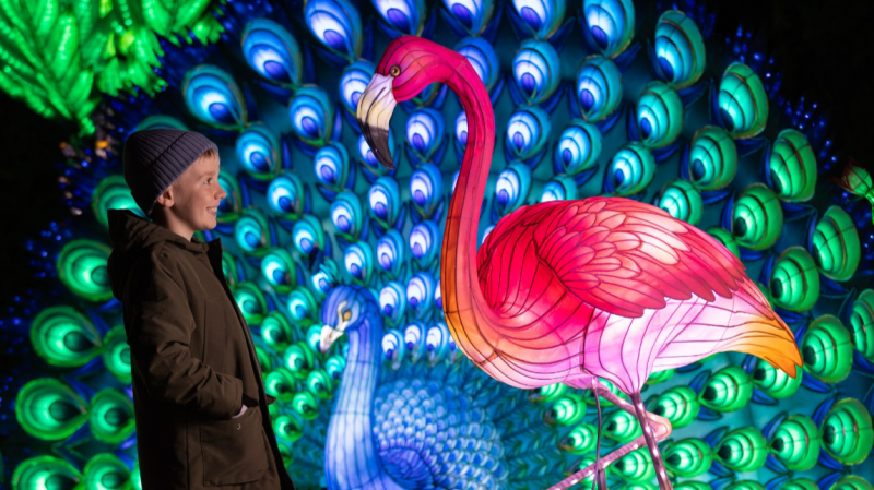 'Most dazzling theme yet' announced for Dublin Zoo Wild Lights  with return date announced