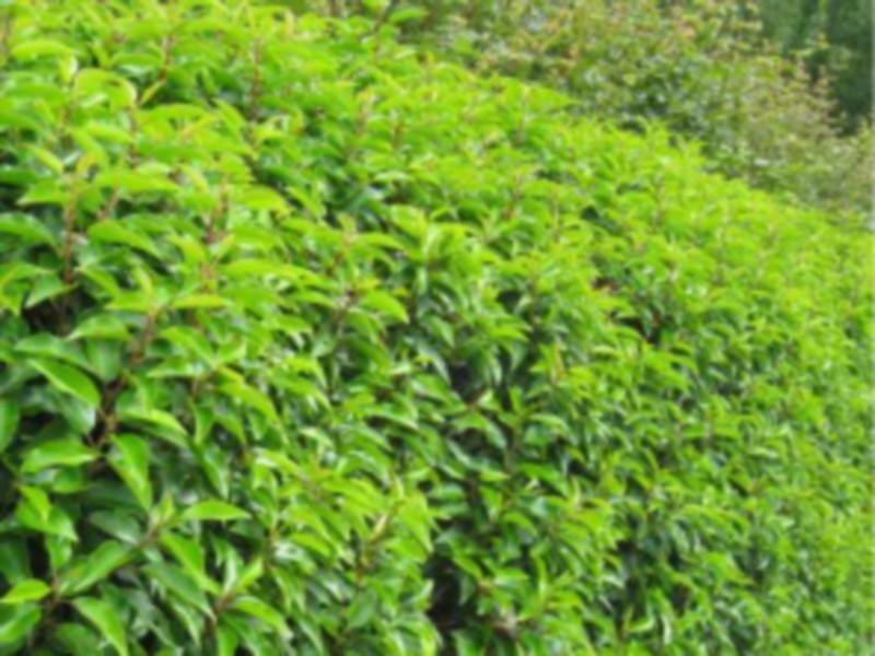 Gardening with Jo: Hedge your bets