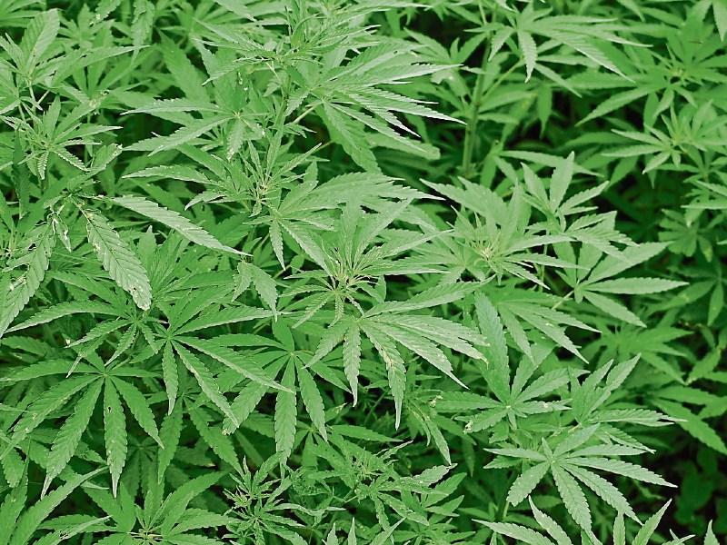 Huge &euro;1m drug bust in Dublin Airport sees garda&iacute; arrest and charge a man in his 30s