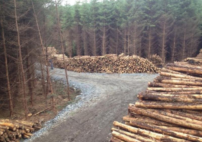 Protest against 'scandalous' forestry deal takes place at govt offices