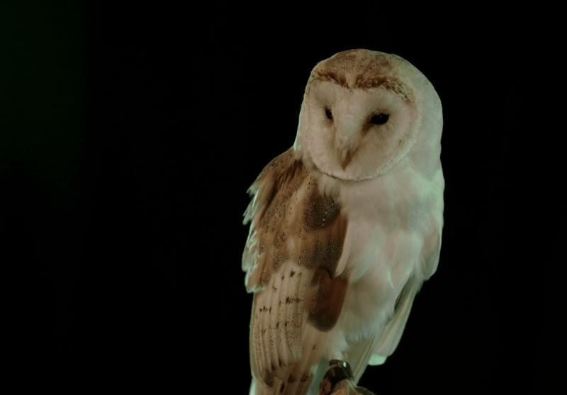 Landing: RT&Eacute; teases return of the owl ahead of new season 