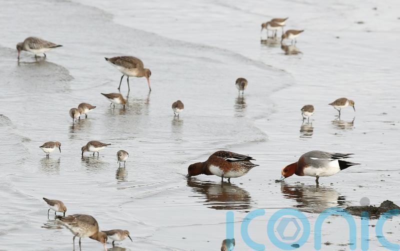 Miche&aacute;l Martin plans to propose citizens' assembly on loss of biodiversity to Cabinet