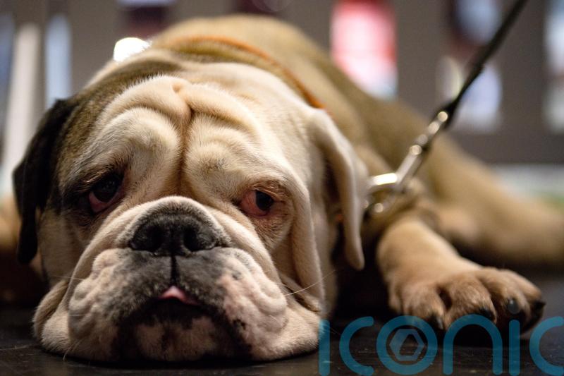 Hundreds of pets have made Ireland their home after fleeing Ukraine with their owners