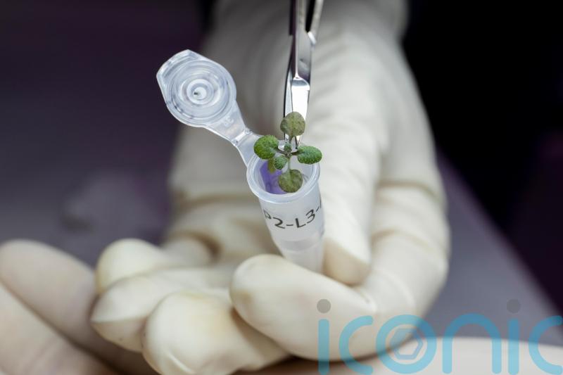  Plants grow in soil from the moon for the first time