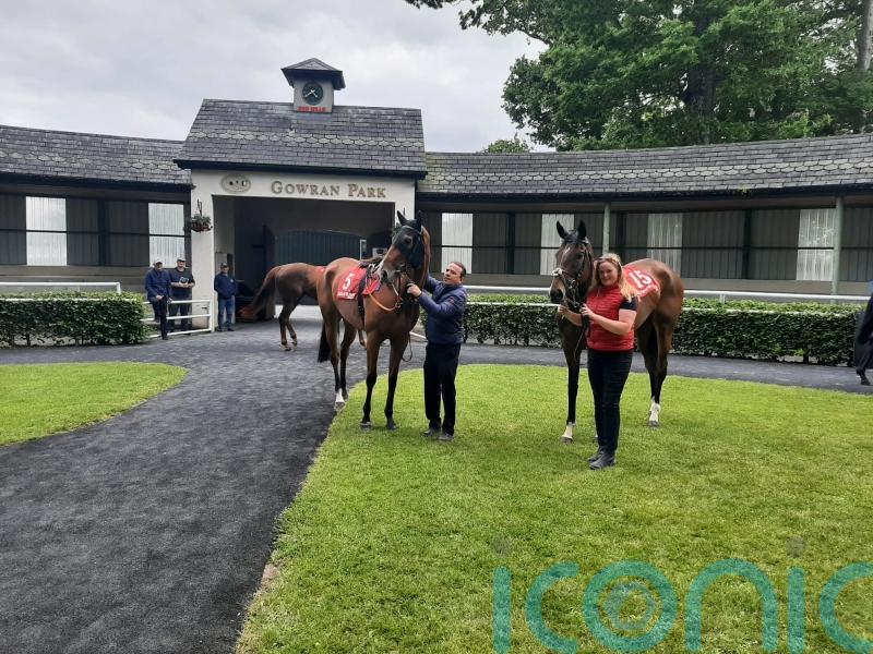 Sierra Nevada untroubled by namesake at Gowran Park