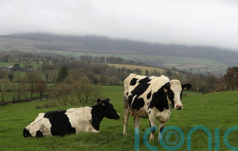 &lsquo;Significant&rsquo; price hikes faced by Irish dairy, meat and grain producers