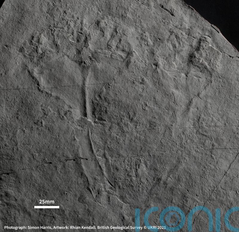 REVEALED: How old is the fossil of the earliest known animal predator?