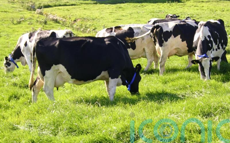 Politicians label 25% compromise on agriculture emissions as &lsquo;failure&rsquo;