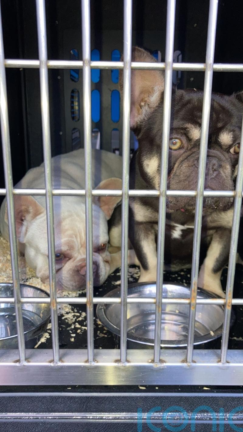 Police operation targeting animal smuggling seizes 57 puppies