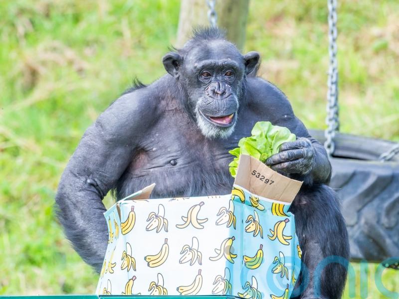 Chimpanzee celebrates milestone birthday at Belfast Zoo despite 2020 stroke