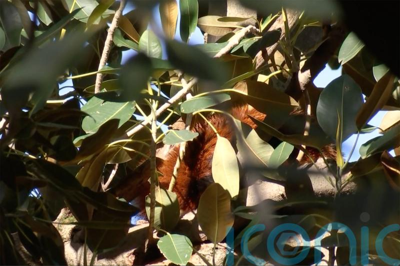 Red panda found in fig tree after escaping zoo