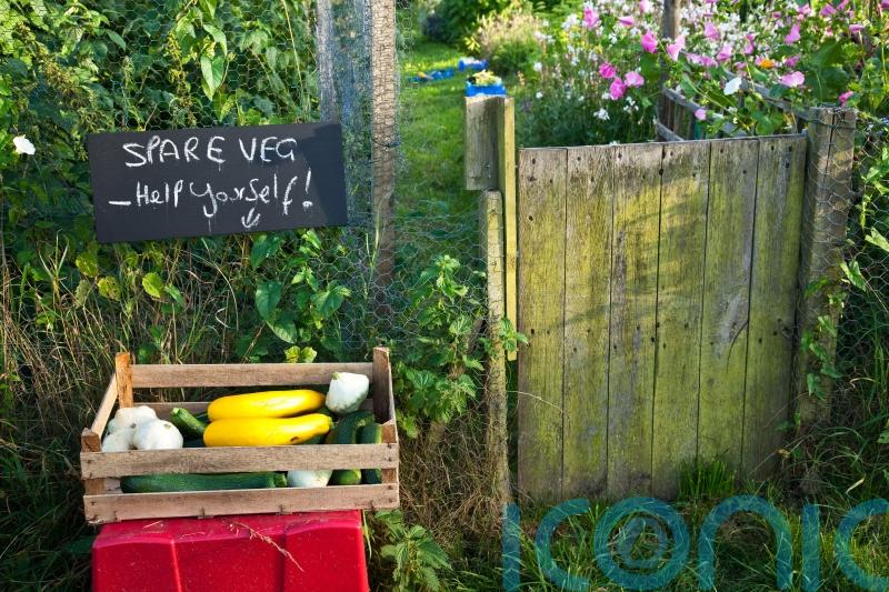 EXPLAINED: Ways to be less wasteful in the garden
