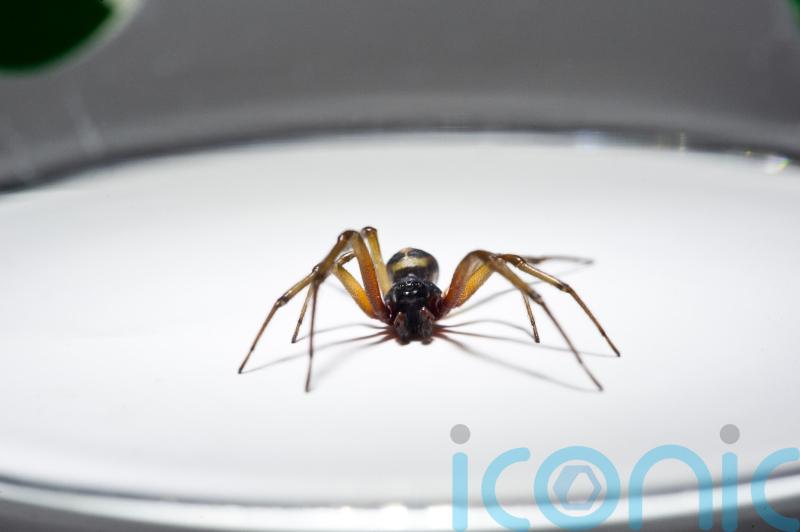 False widow spiders 230 times more poisonous than native Irish spiders