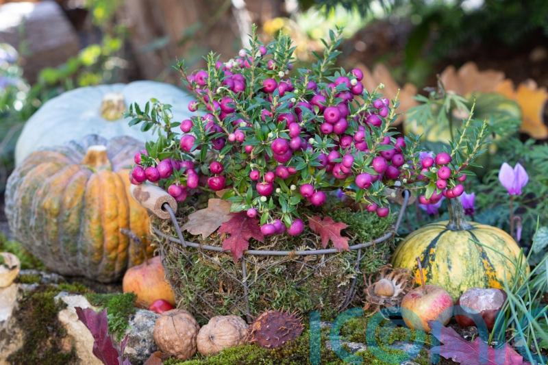 GUIDE: How to refresh your garden for autumn