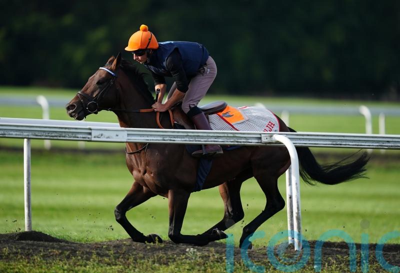 Baaeed limbers up for Champions Day by starring on Newmarket gallops
