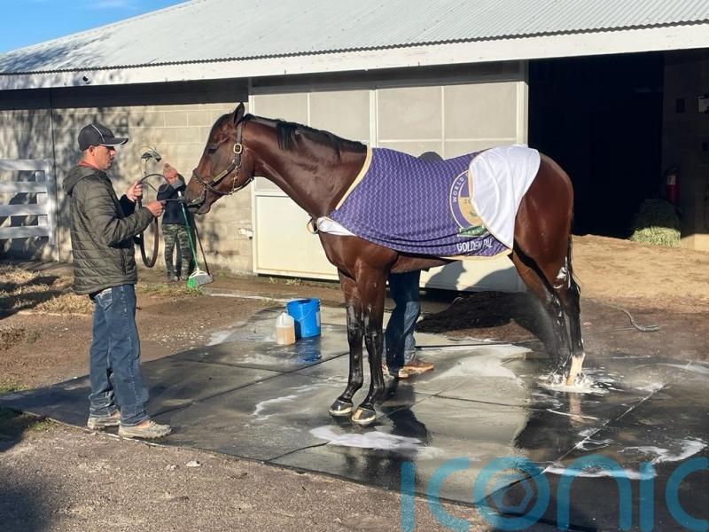 Ward banking on a Golden swansong for Pal