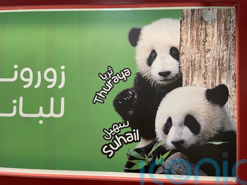 Bamboo or bust: Mixed success for giant pandas tasked with World Cup predictions