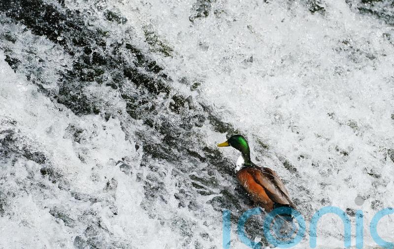 Ireland referred to EU court over &lsquo;insufficient&rsquo; efforts on water quality laws