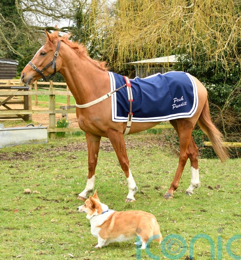 Horse named in honour of late Queen finds friend in a corgi