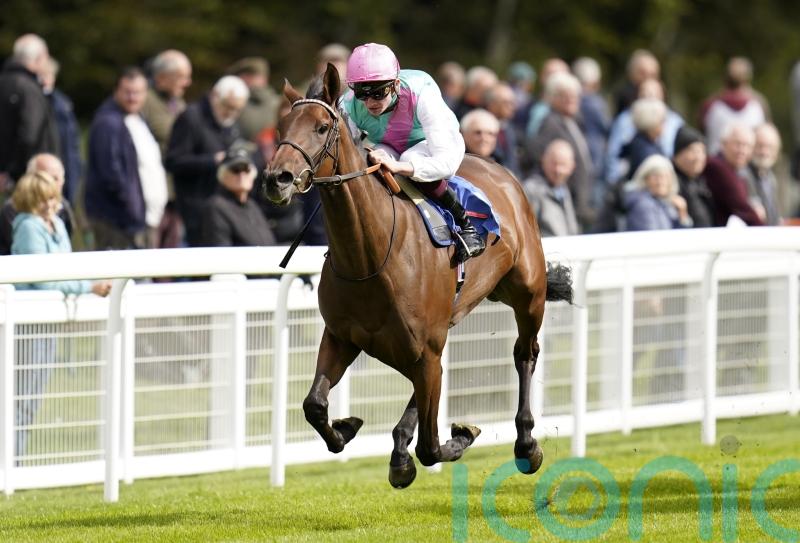 Bluestocking under consideration for Irish Oaks outing