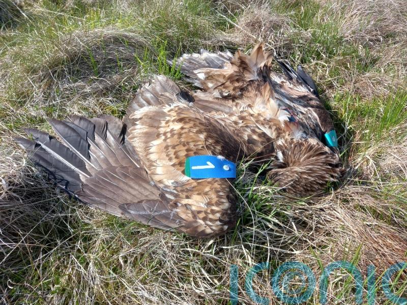 Irish deputy premier expresses dismay at poisoning of eagle in Co Antrim