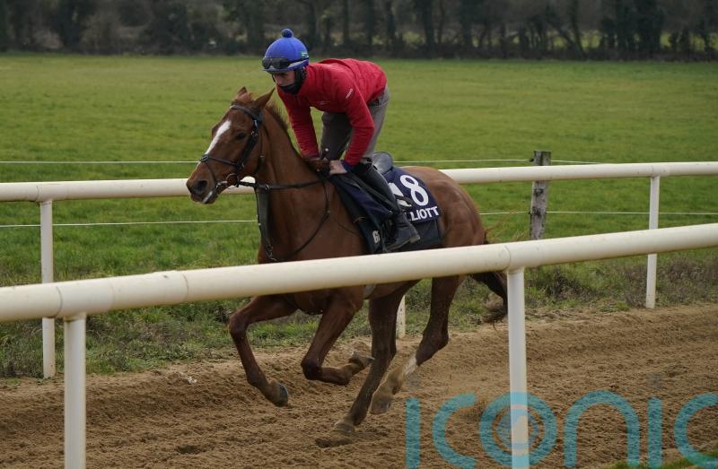 High-class hurdler Pied Piper firmly on Cesarewitch trail