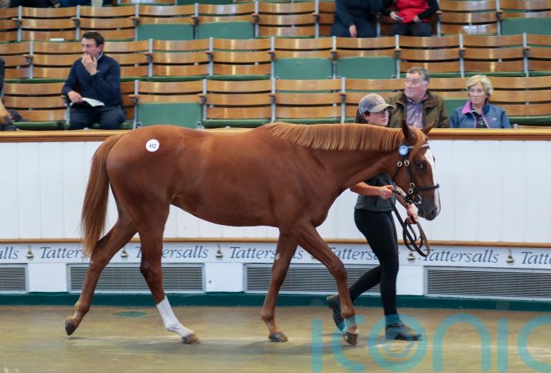 Frankel filly latest part of &lsquo;long-term project&rsquo; for Shadwell