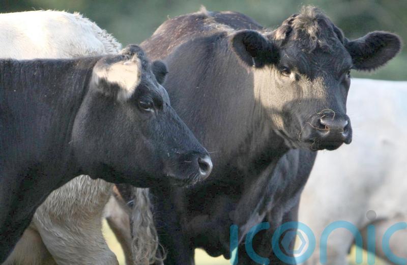 Irish beef exports to China suspended after case of BSE