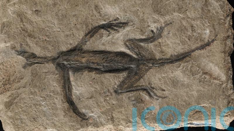 Researchers in Ireland reveal answer to ancient reptile found in Italian alps