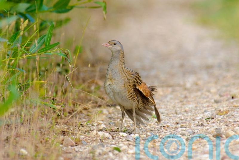 Biodiversity grants given to schemes helping protect corncrakes and sand martins