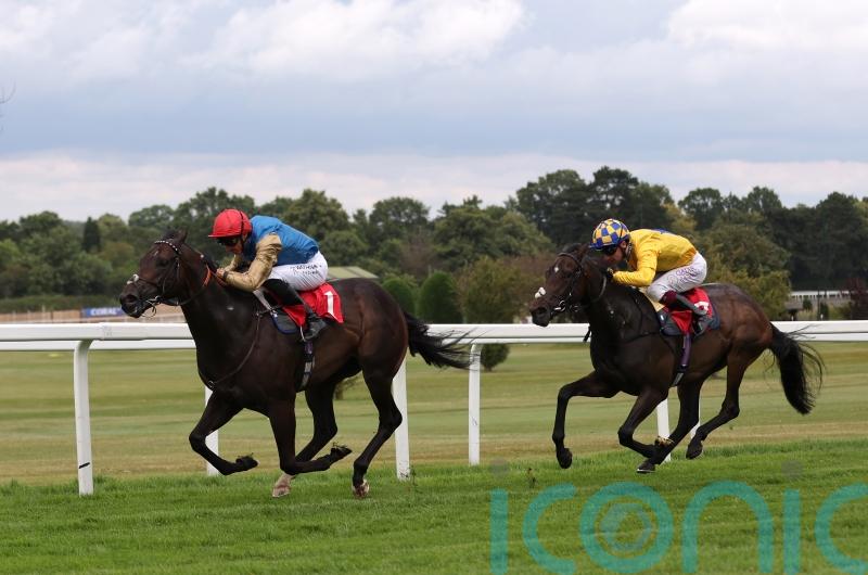 Aesterius rated quick enough for Molecomb dash