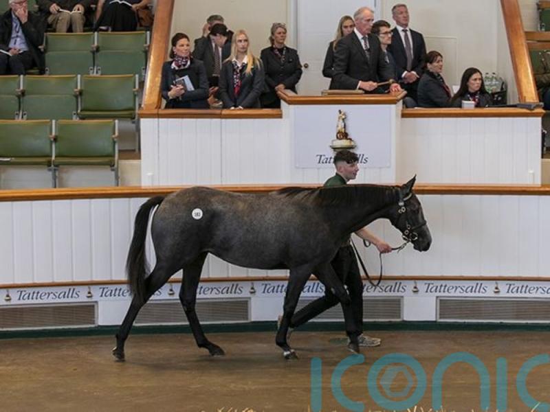 Godolphin splash out on full-sister to Charyn at Tattersalls