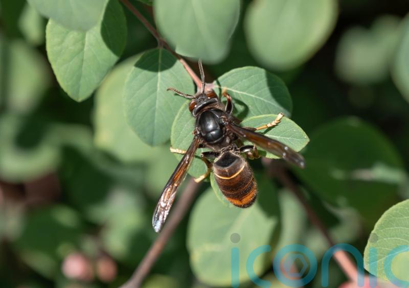 Vigilance urged after sighting of rare Asian hornet in Cork