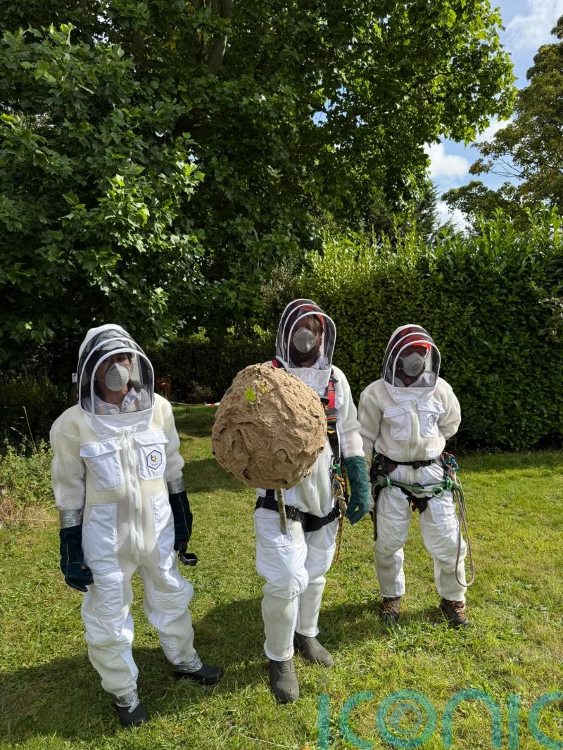 Nest of invasive Asian hornets &lsquo;safely removed&rsquo; in first for Ireland