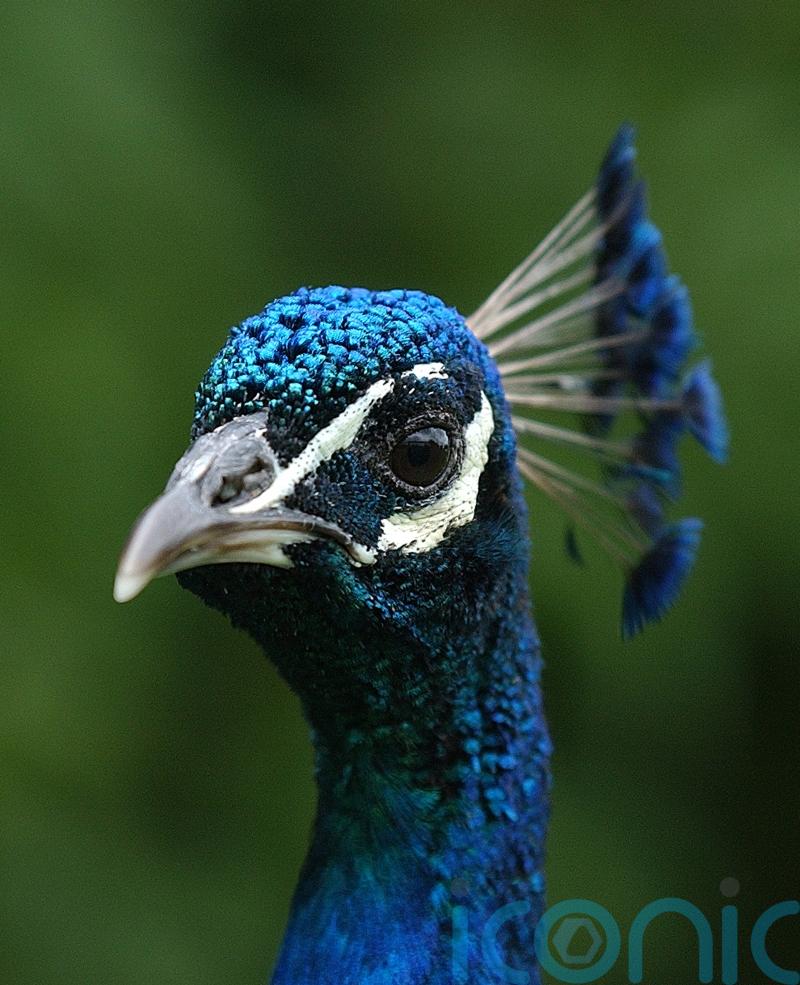&lsquo;Indefensible&rsquo; that housing charity spent funds on enclosure for two peacocks