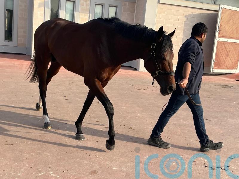 Quddwah primed for Abu Dhabi debut